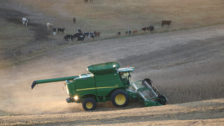 Photo of a combine harvesting soybeans with cattle in the background.
