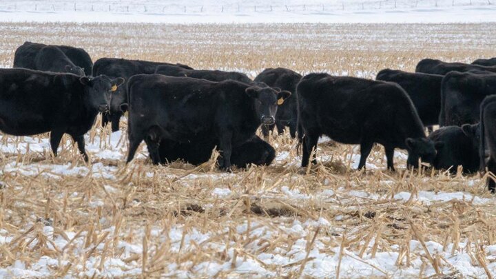 Cattle grazing in snow.