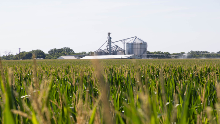 Grain bins above corn