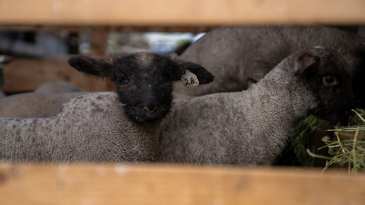 Young Lambs Resting Peacefully Inside a Wooden Pen at a Farm