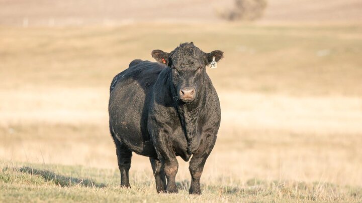 Cattle in pasture.