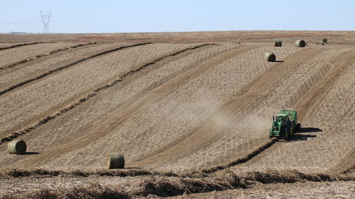 Photo of harvest
