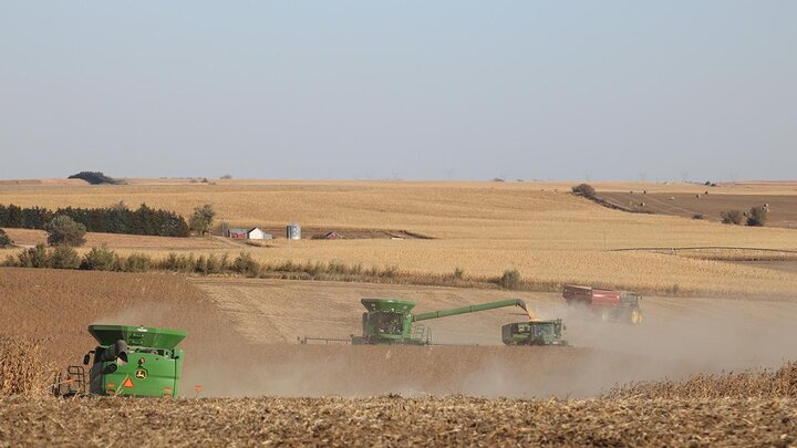 Combines harvesting a field.