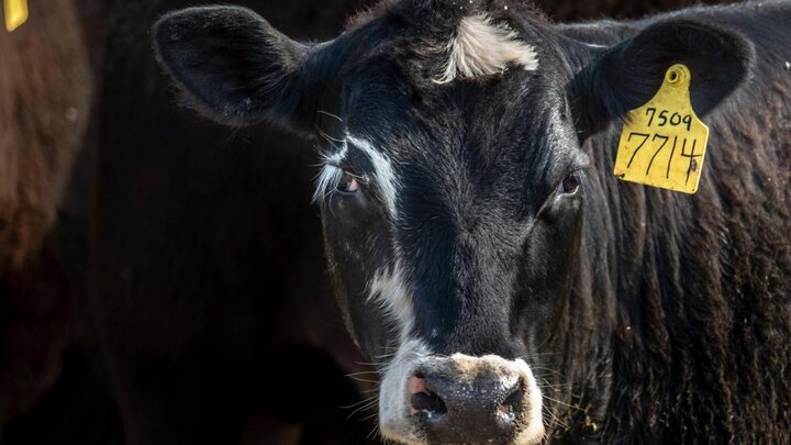 Closeup of a cow.