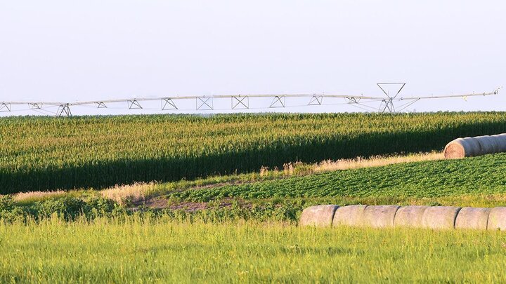 Soybeans and corn amid center pivot.