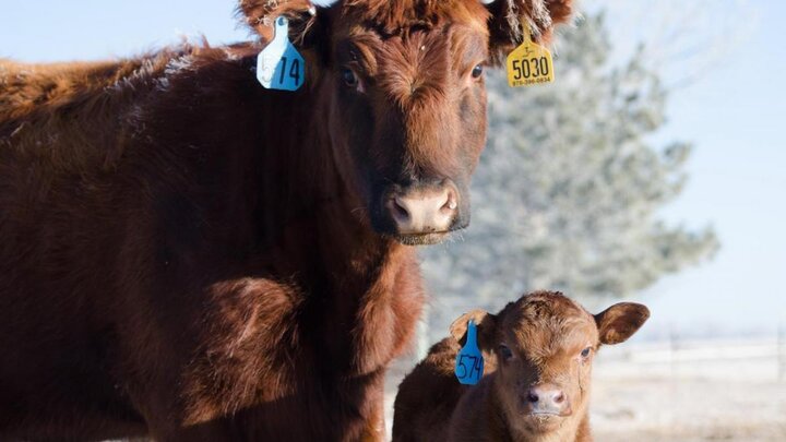 Brown cattle