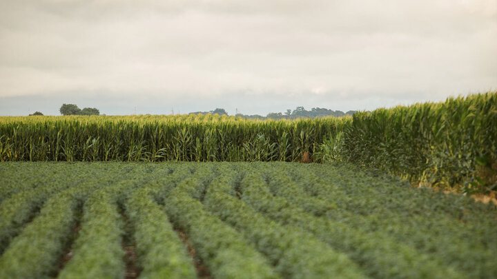 Rows of crops leading to a dense cornfield under an overcast sky.