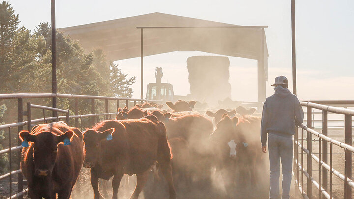 Rancher herding cattle through gate system.