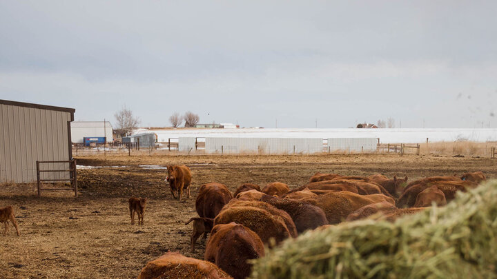 Photo of angus cattle in farmyard.