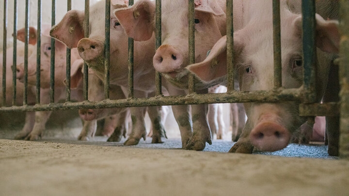 Hogs in a pen.