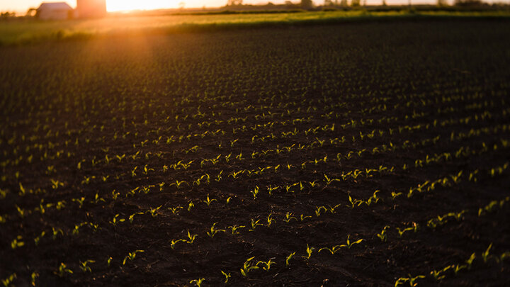 Sunlit field of sprouting crops with a barn and silos in the distant background.