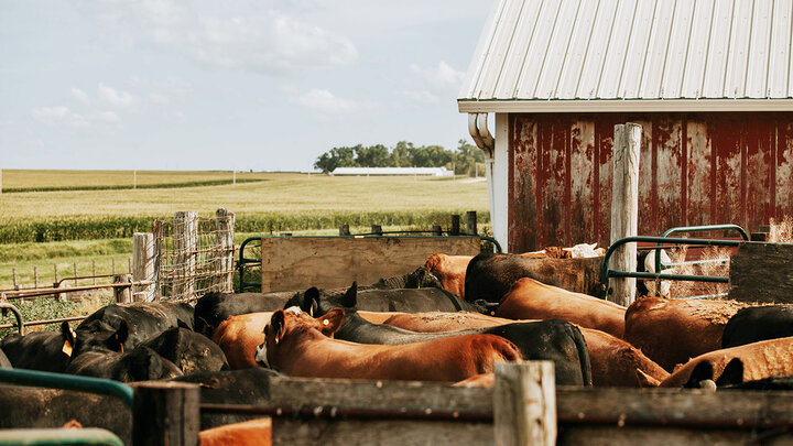 Photo of cattle in a farm yard.