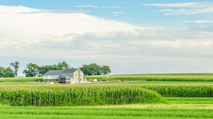 House and barn amid corn field.