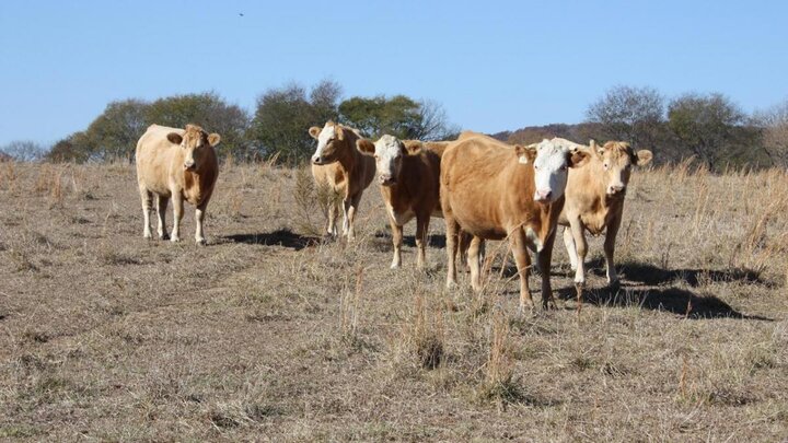 Cattle on drought-stressed pasture