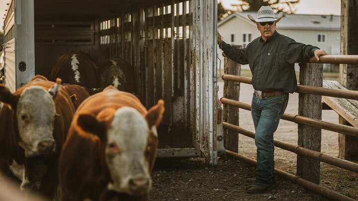 Photo of a rancher unloading cattle from a trailer.