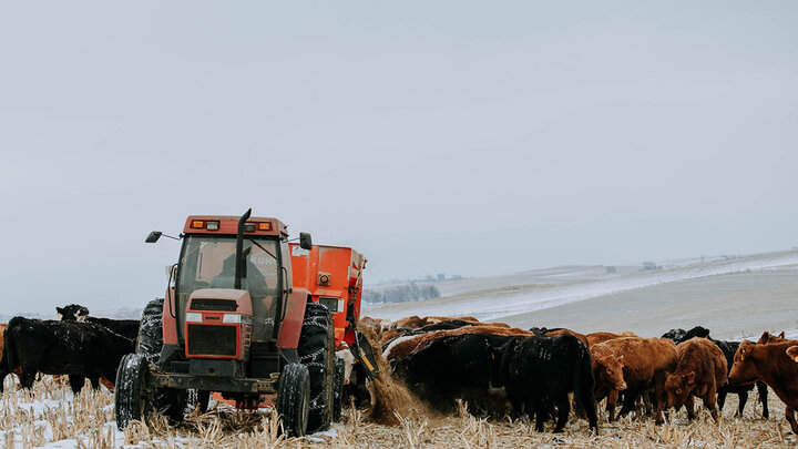 Feed mixer dispensing feed to cattle in harvested corn field.