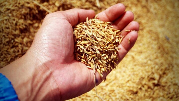 Hand holding grain.