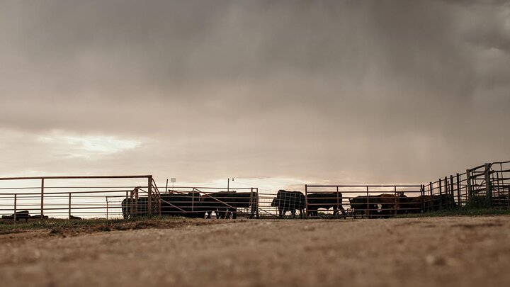 Cattle on feedlot.