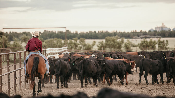 Cattle in feedyard pen.