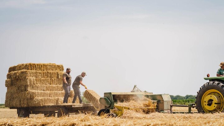 Men loading hay onto trailer.