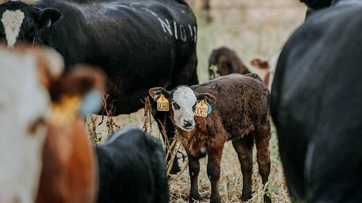 Cow/calf pair in pasture.