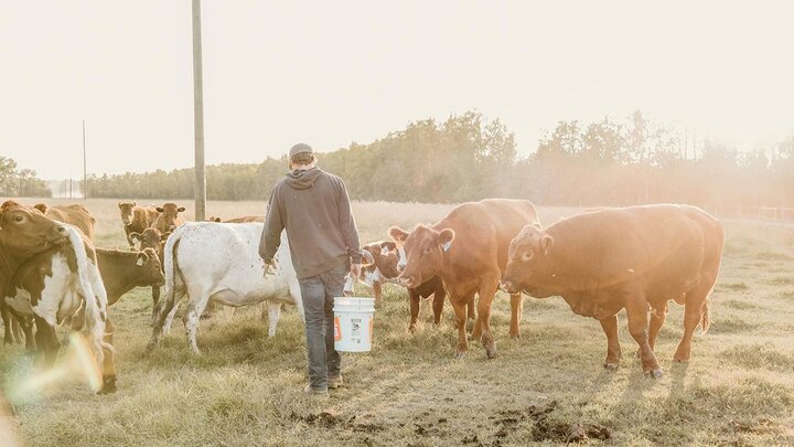 Rancher walking among cattle.