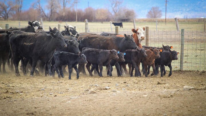 Cattle in pen