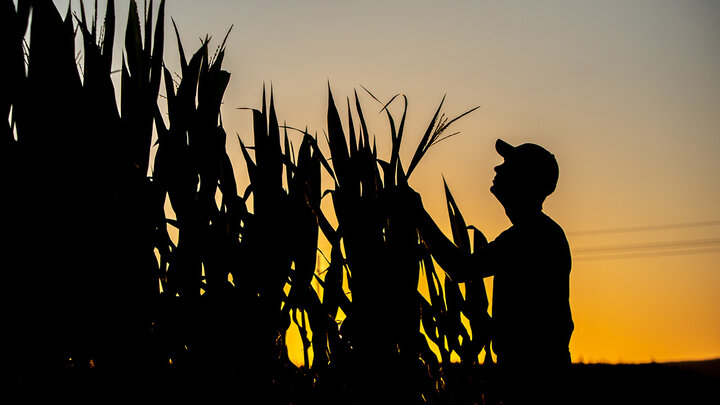 Photo of a Farmer Silhouette Checking Corn at Sunset.