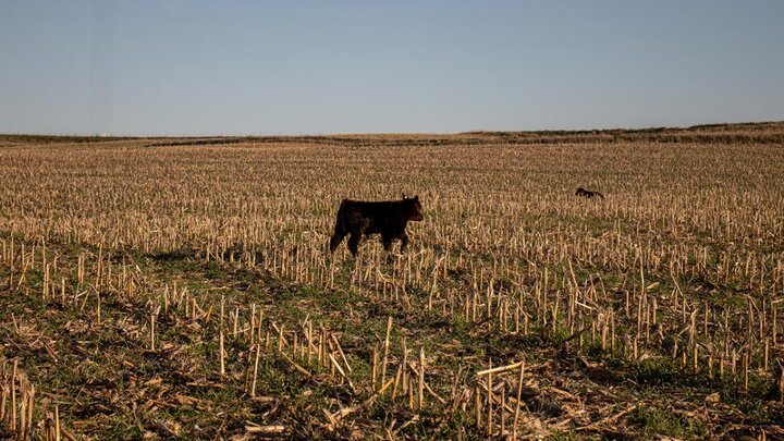 Cow standing in cover crops in pasture.
