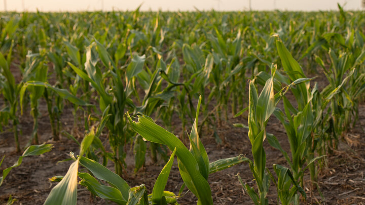 Photo of hail damaged corn.