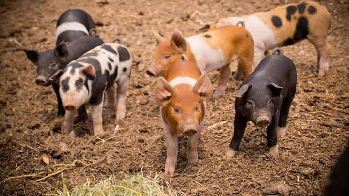 hogs in pen