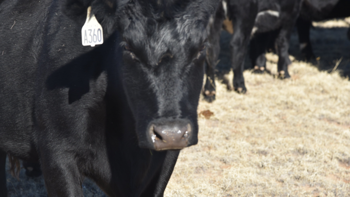 Closeup on cattle.