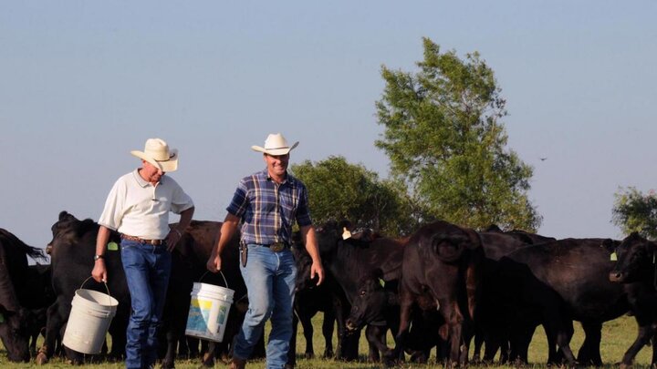 Two ranchers walking among cattle.
