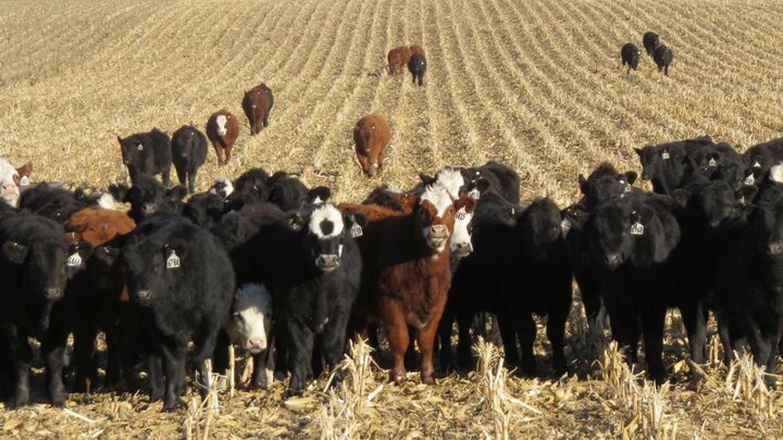 Cattle herd grazing on corn residue.