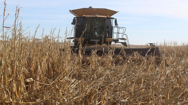 Combine in corn field.