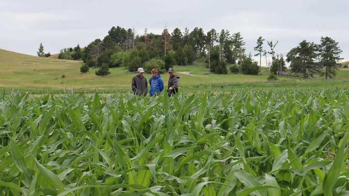 Three farmers in corn field