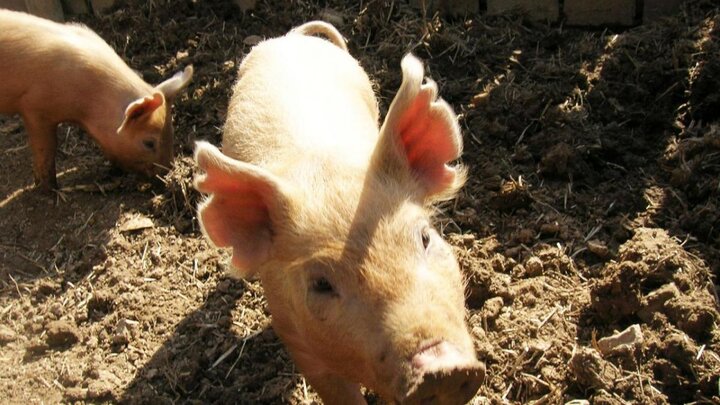 Two hogs in mud.