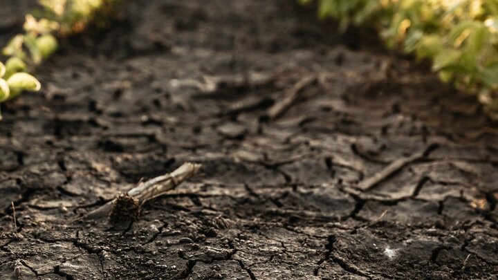 Cracked, dry ground in a soybean field.
