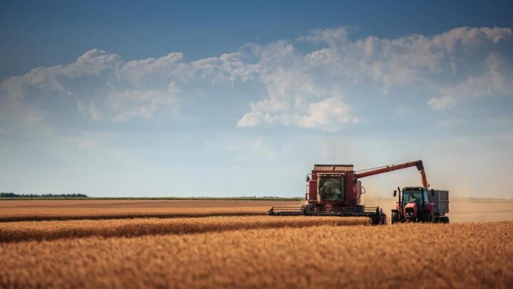 Harvesting wheat.