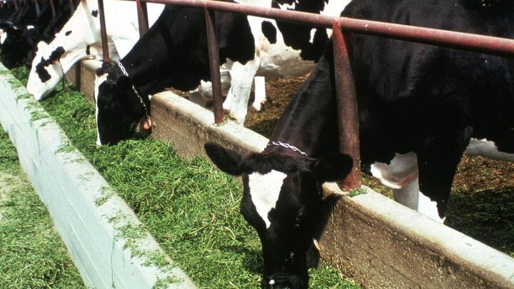 Dairy cows feeding.