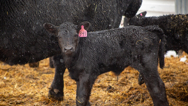 A cow and calf in the snow.