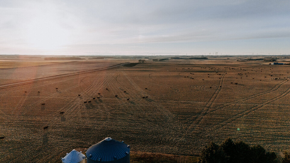 Aerial view of cattle grazing in corn field.