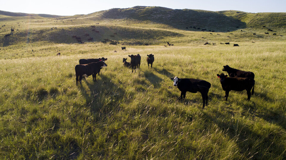 Cattle grazing in the Nebraska Sandhills