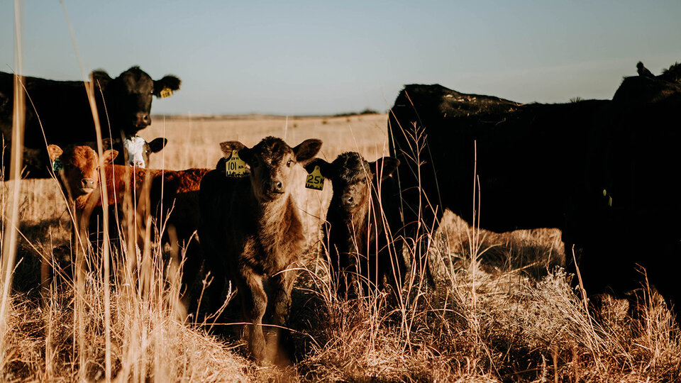 Cows and calves in pasture.