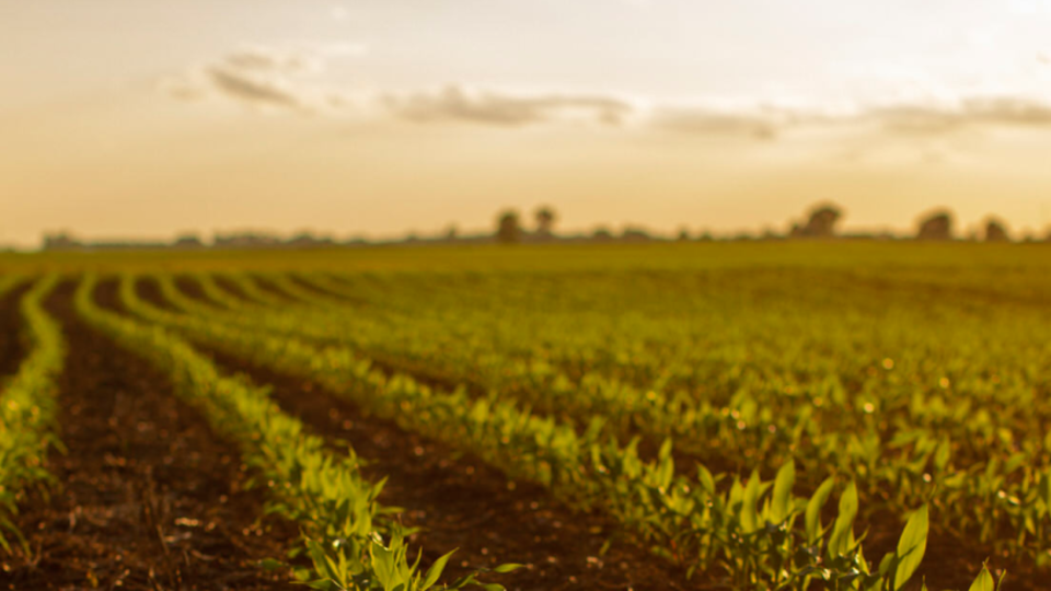 Image of corn field.