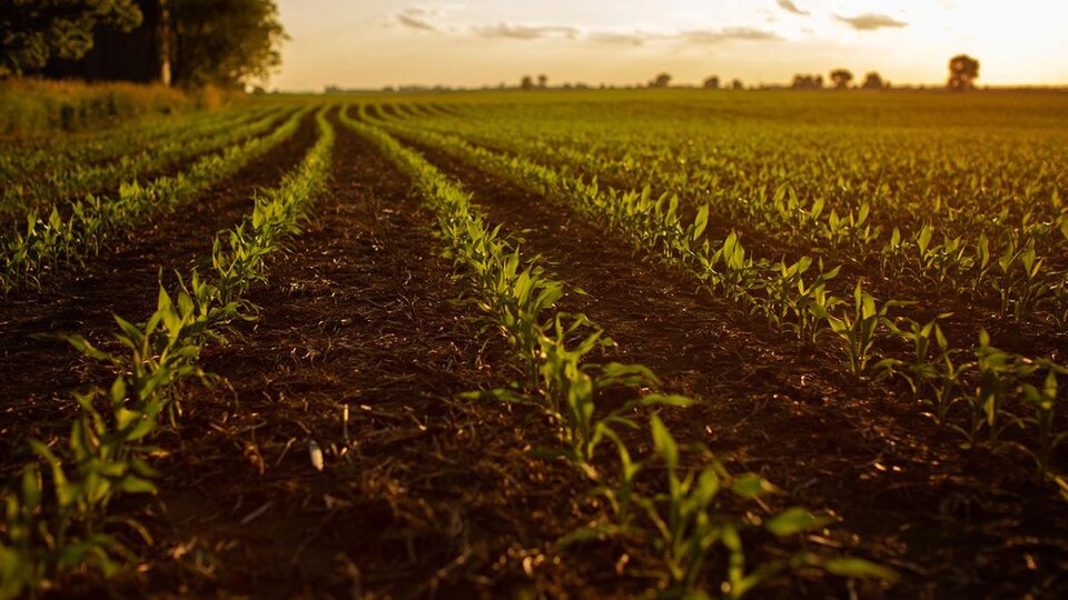 Photo of row crops starting to grow in field at twilight.