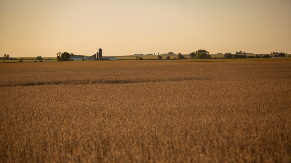 Soybean field at dusk.