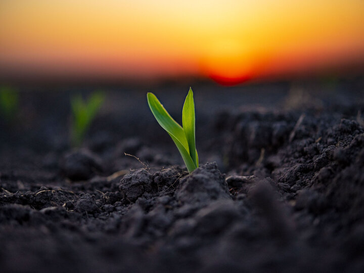 Photo of corn emerging from the ground.