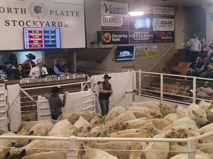 Photo of the inside of the livestock sale barn in North Platte