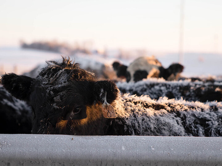 Photo of cattle in feedyard in winter.